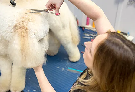 Full and Mini Grooms Professional Dog Grooming by Pampered Paws Glasgow