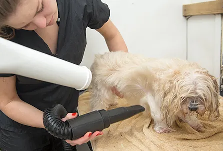 Bath n Brush Professional Dog Grooming by Pampered Paws Glasgow