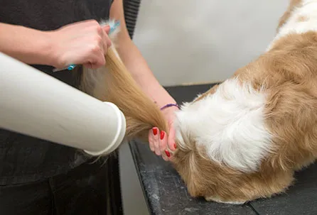 Bath and Deshed Dog Grooming by Pampered Paws Glasgow